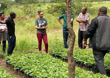 Coffee nurseries in Ilondo Village, Ileje District (Tanzania).