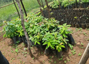 Avocado nursery in Ilondo Village, Ileje District (Tanzania)